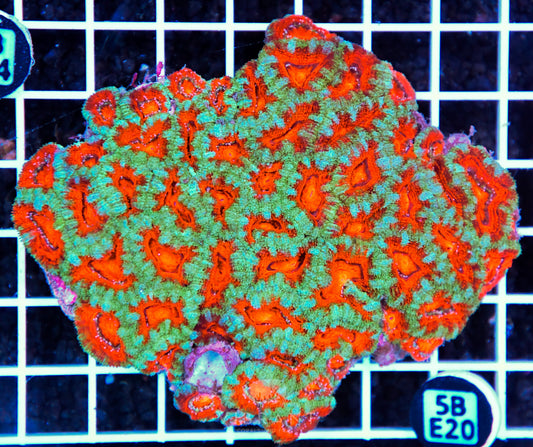 Acan Lord AUS