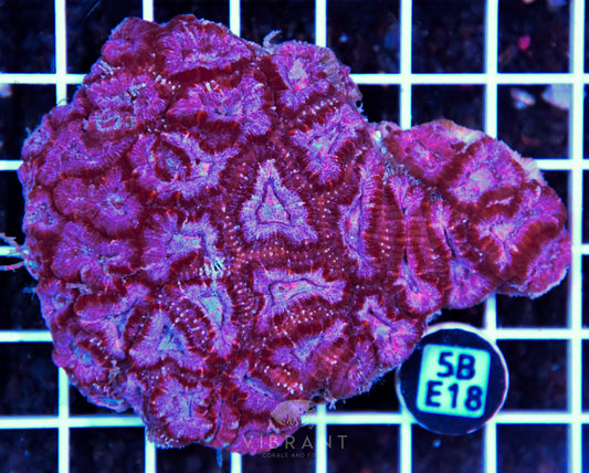 Acan Lord AUS