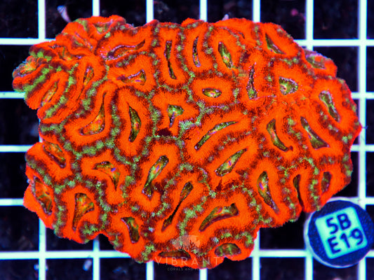 Acan Lord AUS