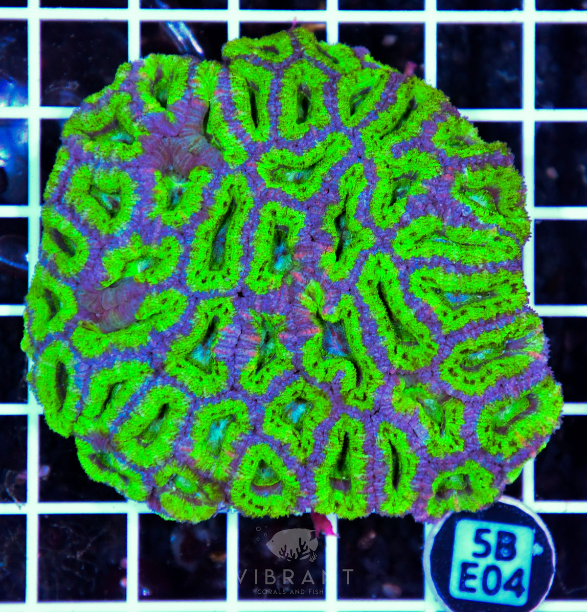 Acan Lord AUS