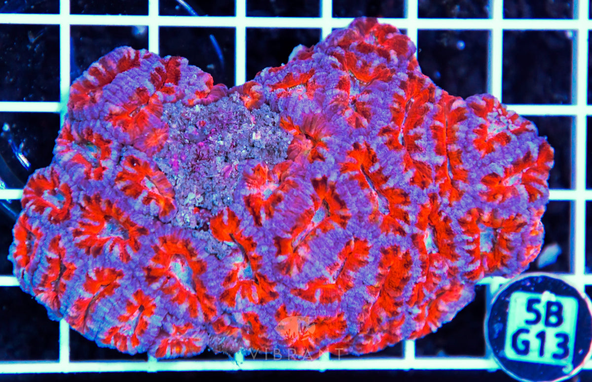 Acan Lord AUS