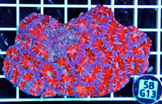 Acan Lord AUS
