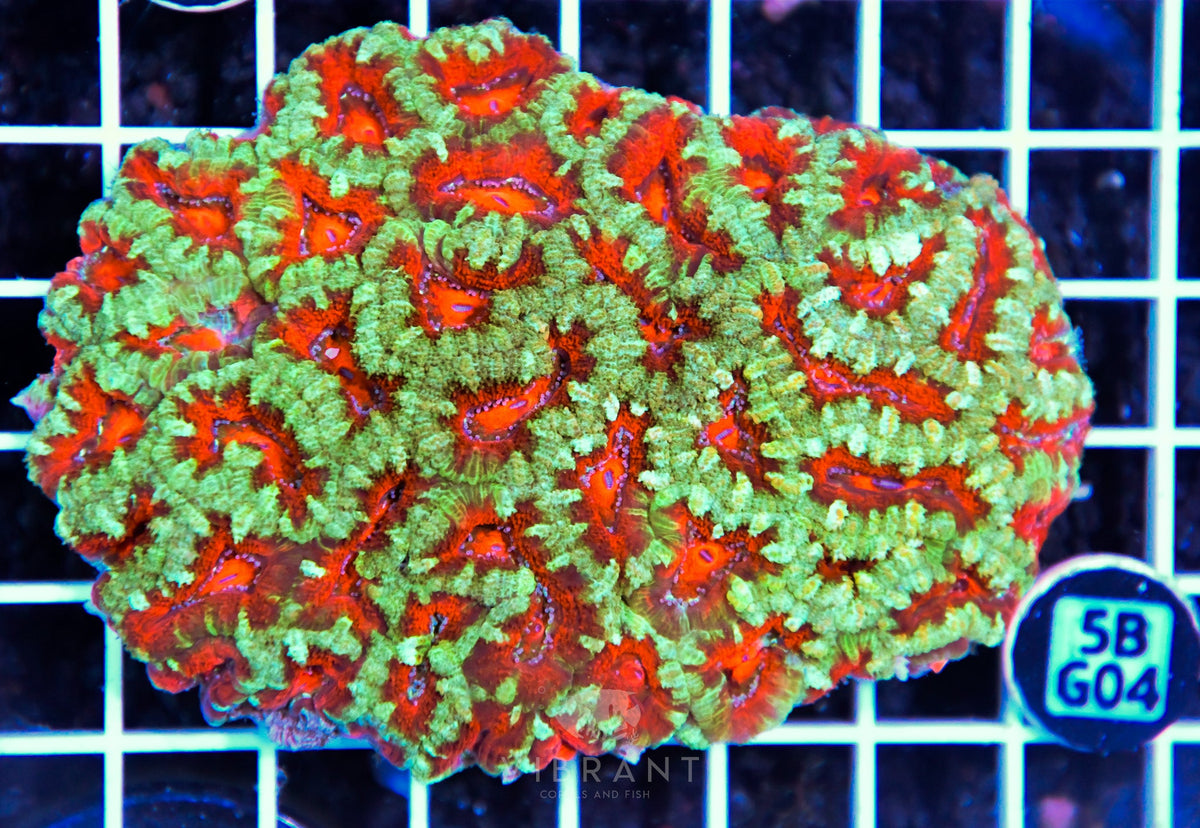Acan Lord AUS