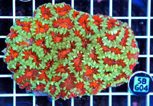 Acan Lord AUS