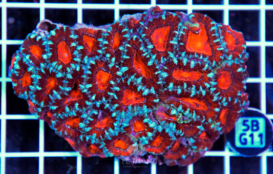Acan Lord AUS