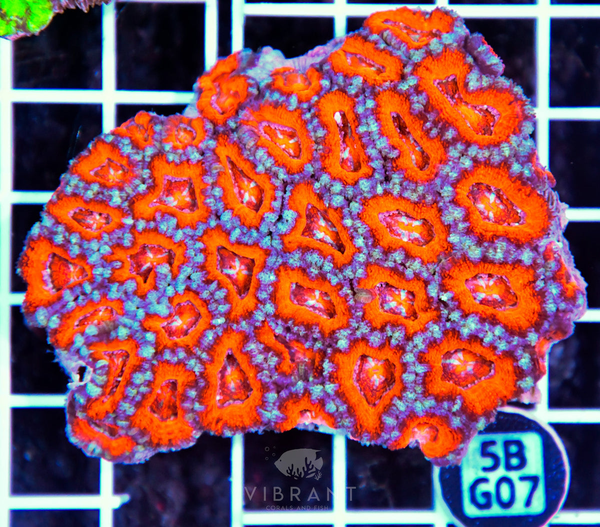 Acan Lord AUS