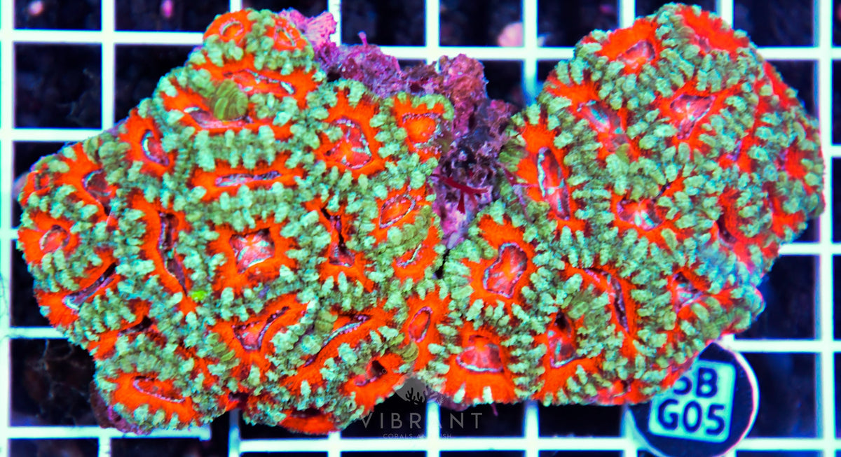 Acan Lord AUS