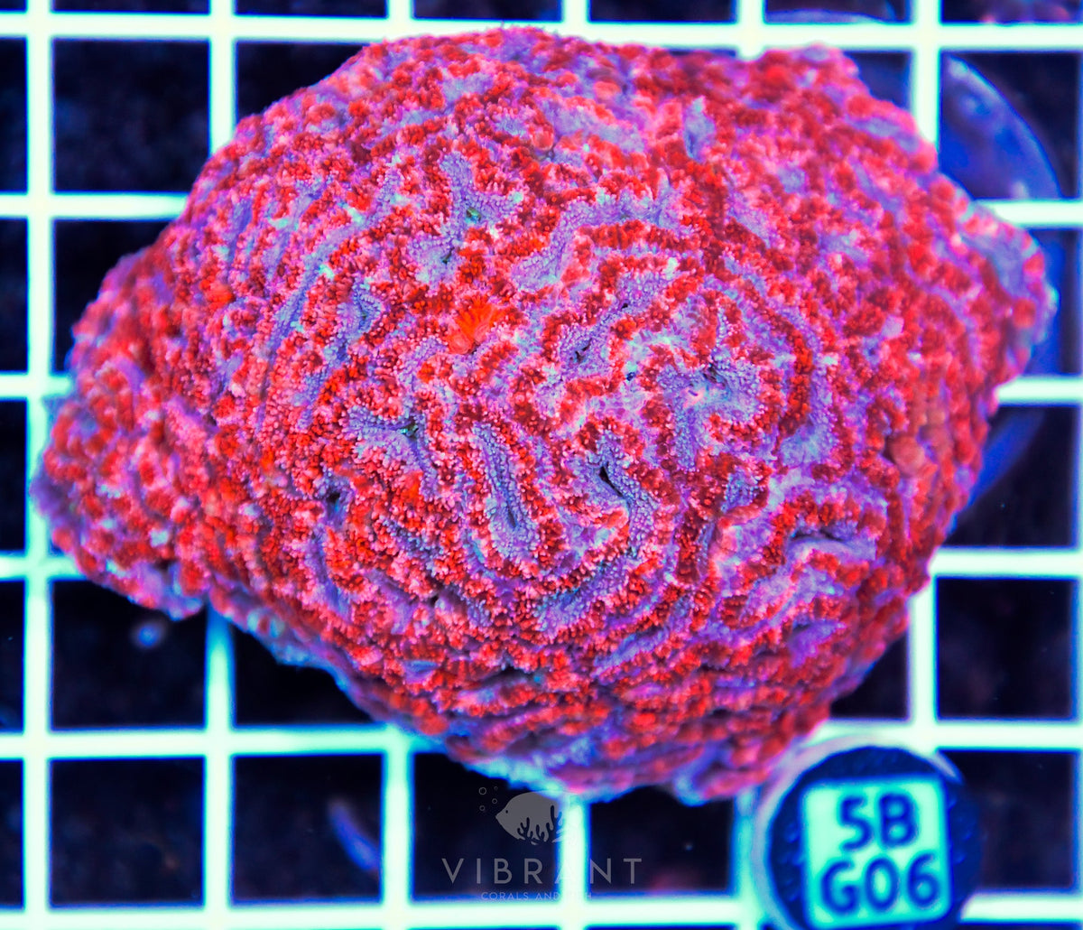 Acan Lord AUS