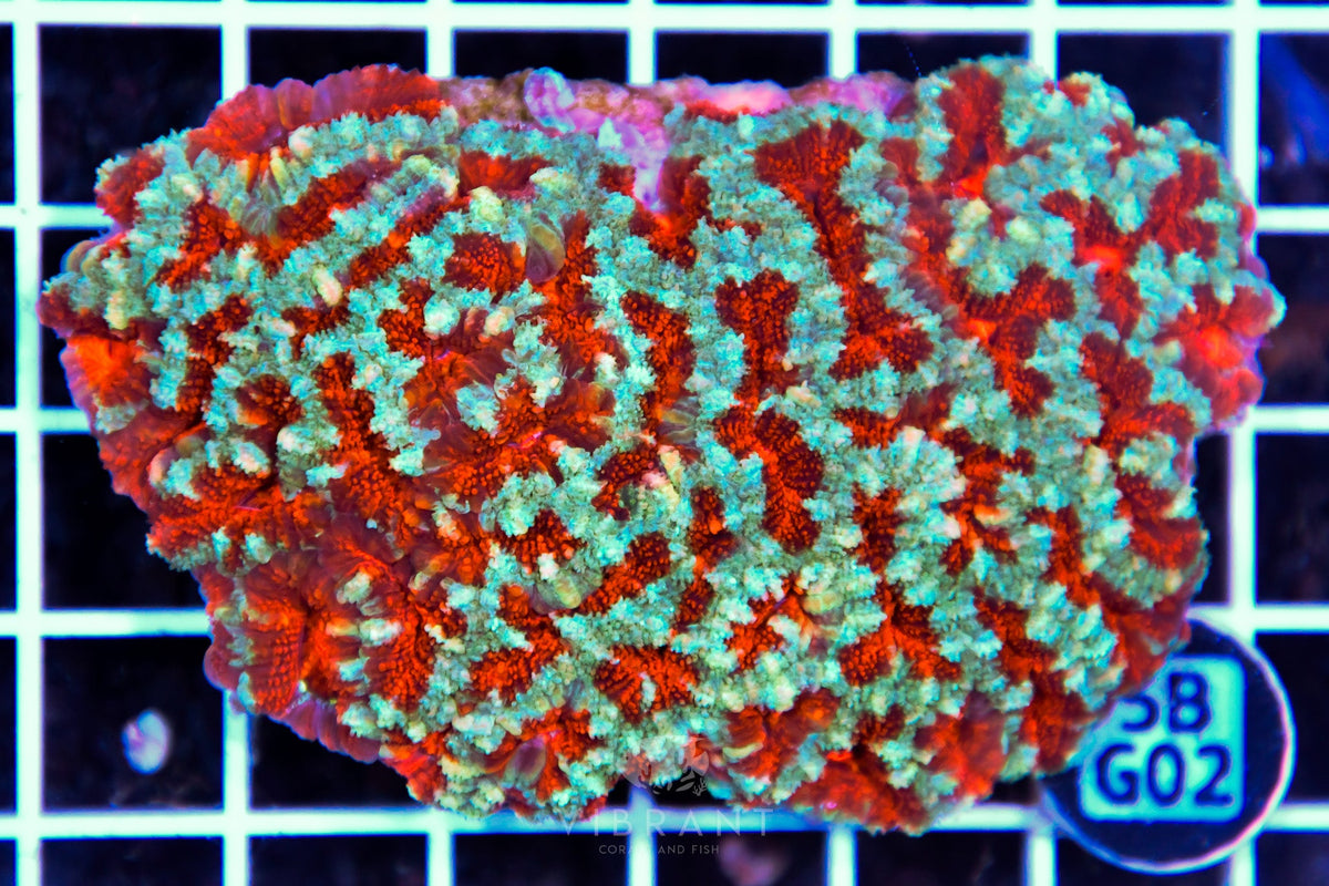 Acan Lord AUS