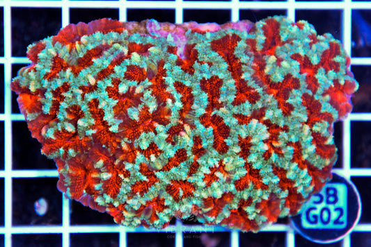 Acan Lord AUS