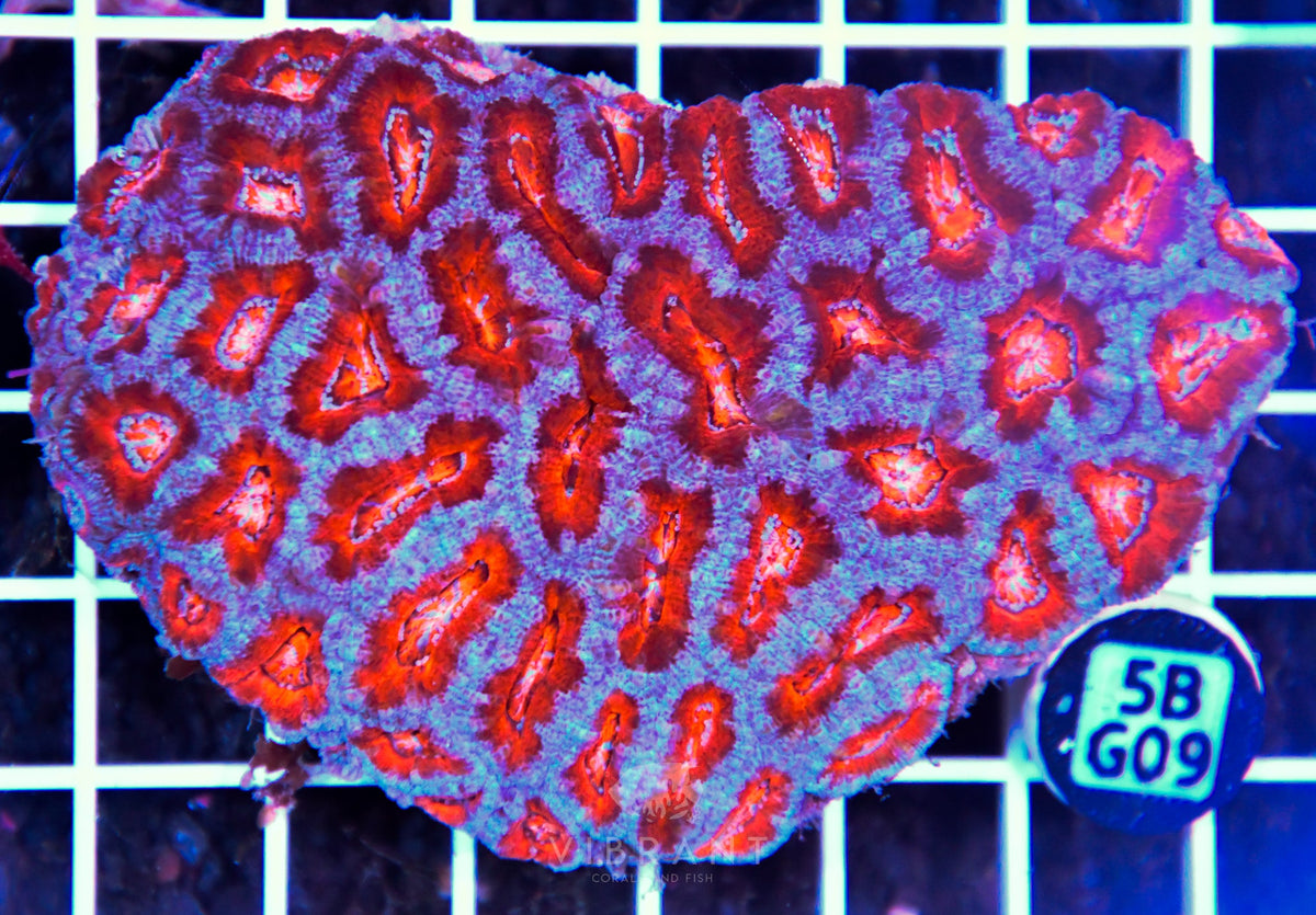Acan Lord AUS