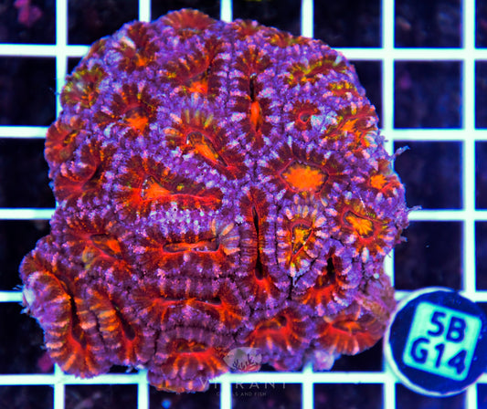 Acan Lord AUS