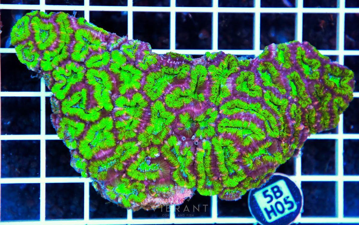 Acan Lord AUS