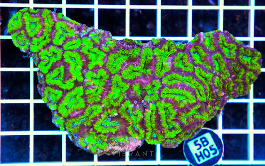 Acan Lord AUS