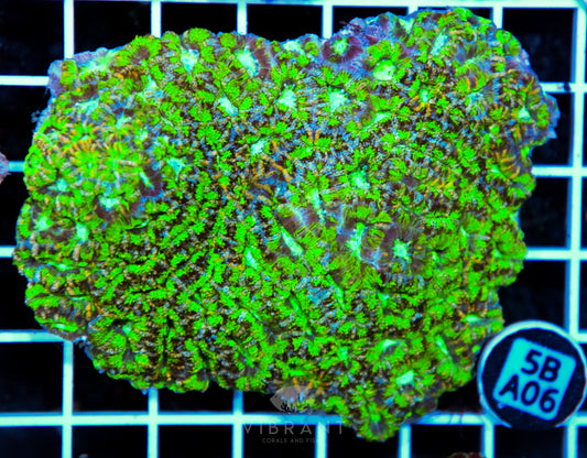 Acan Lord AUS