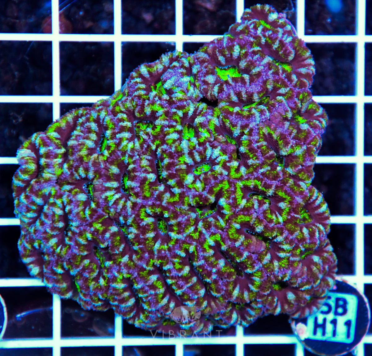 Acan Lord AUS