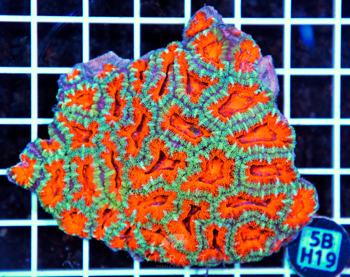 Acan Lord AUS