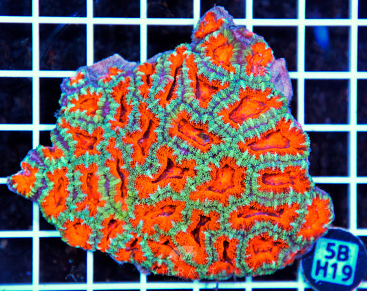 Acan Lord AUS