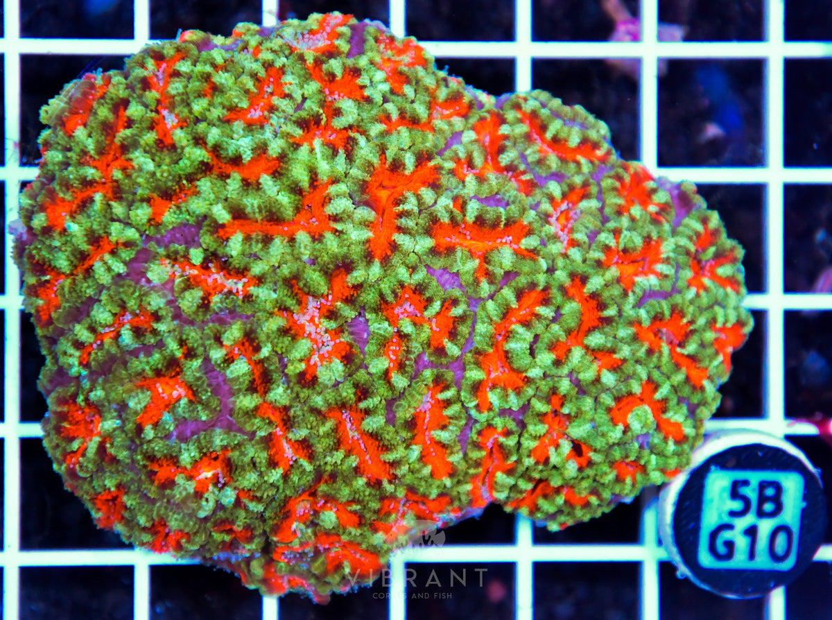 Acan Lord AUS