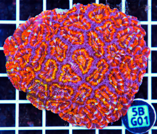 Acan Lord AUS