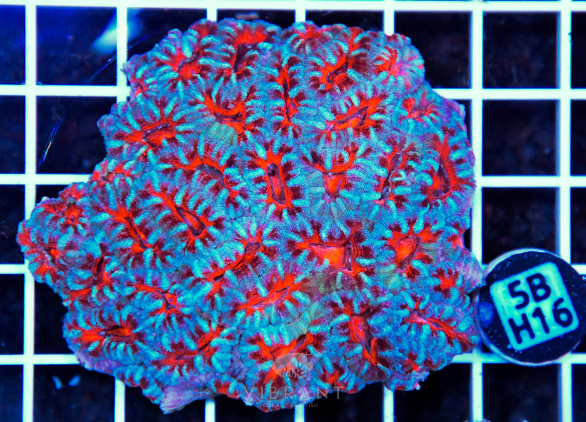 Acan Lord AUS