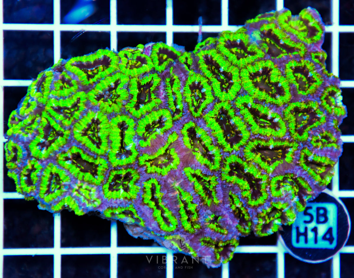 Acan Lord AUS