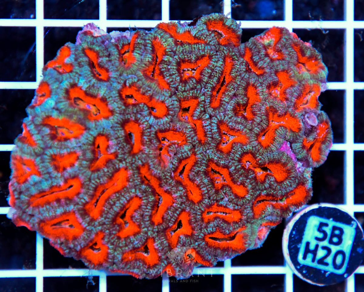 Acan Lord AUS