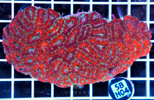 Acan Lord AUS