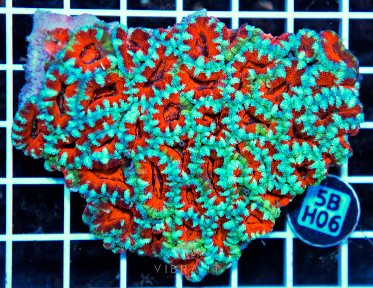 Acan Lord AUS