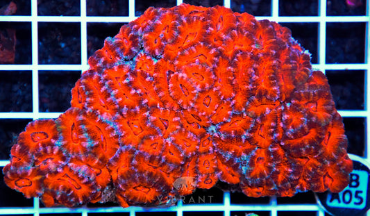 Acan Lord AUS