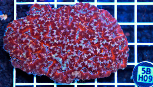 Acan Lord AUS