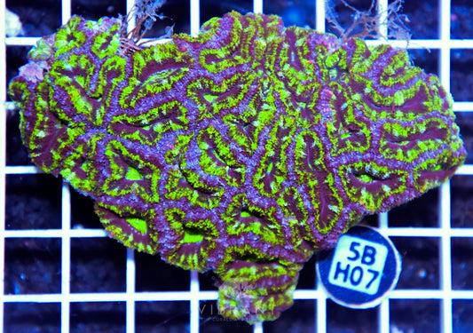 Acan Lord AUS