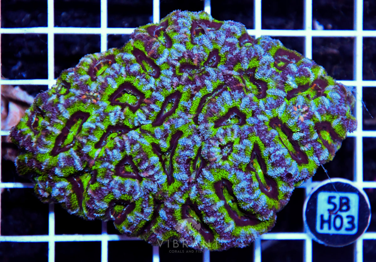 Acan Lord AUS