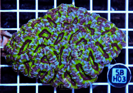Acan Lord AUS
