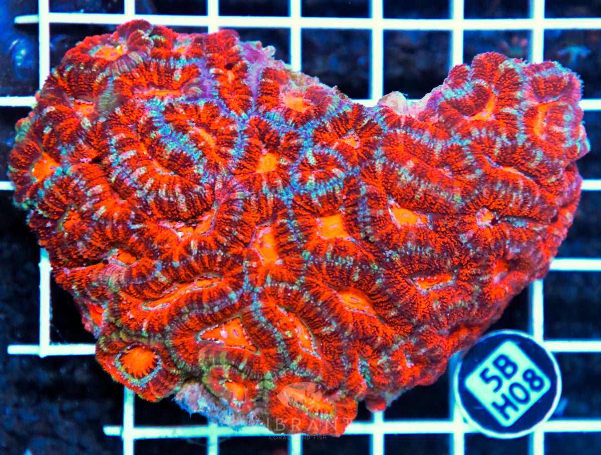 Acan Lord AUS