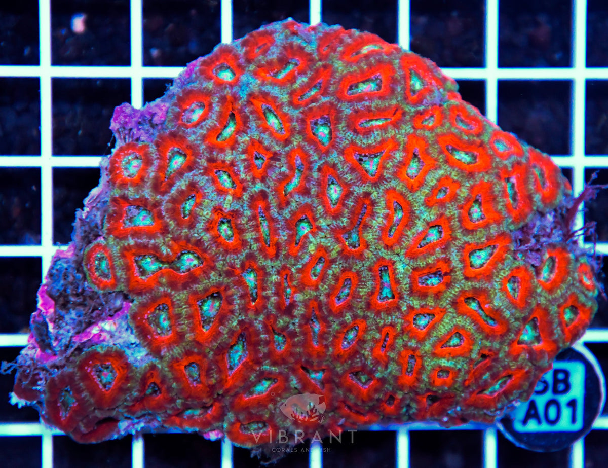 Acan Lord AUS