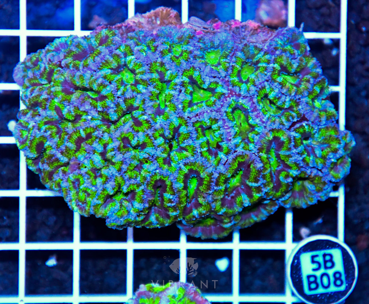 Acan Lord AUS