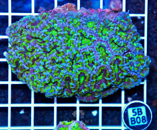 Acan Lord AUS