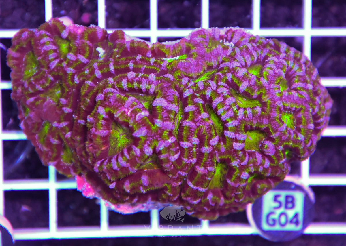 Acan Lord AUS