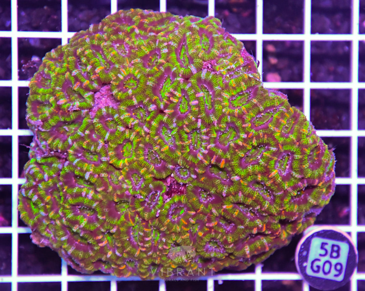 Acan Lord AUS