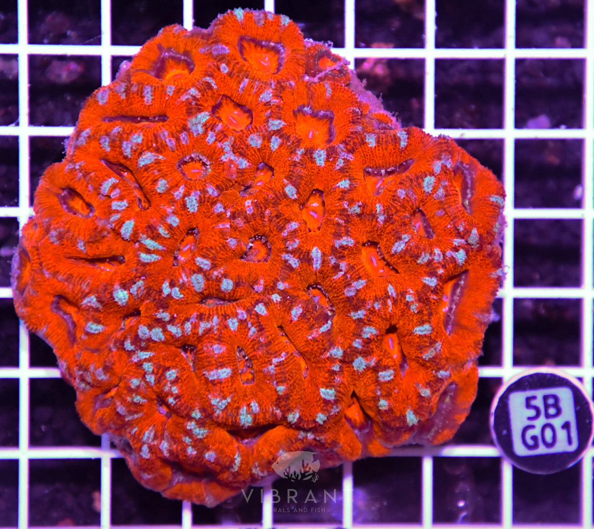 Acan Lord AUS
