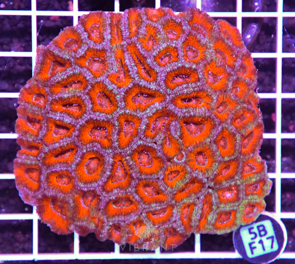 Acan Lord AUS