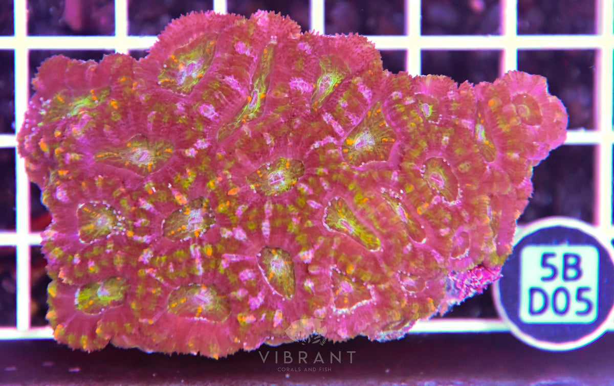 Acan Lord AUS