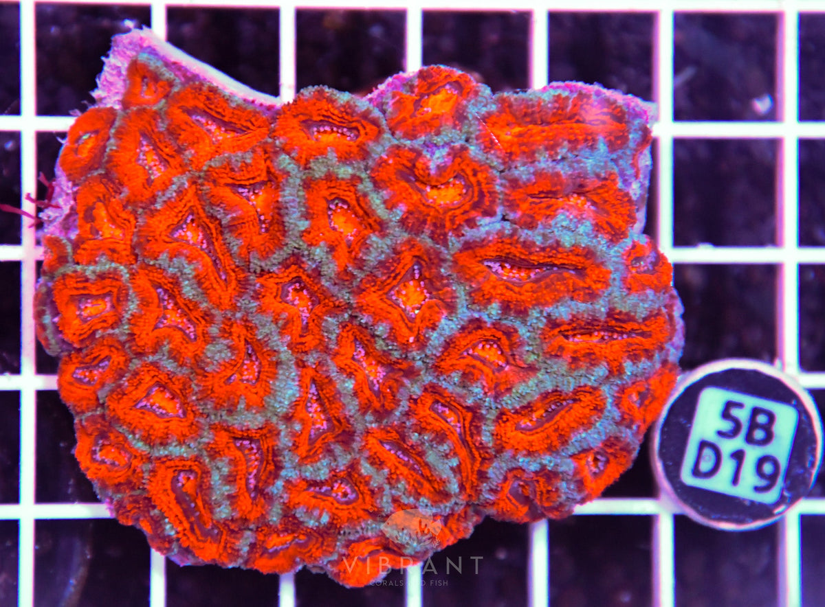 Acan Lord AUS