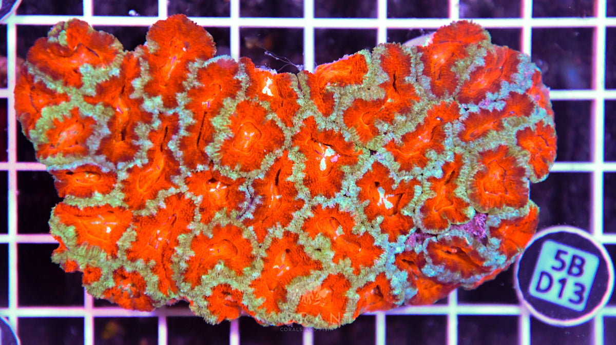 Acan Lord AUS