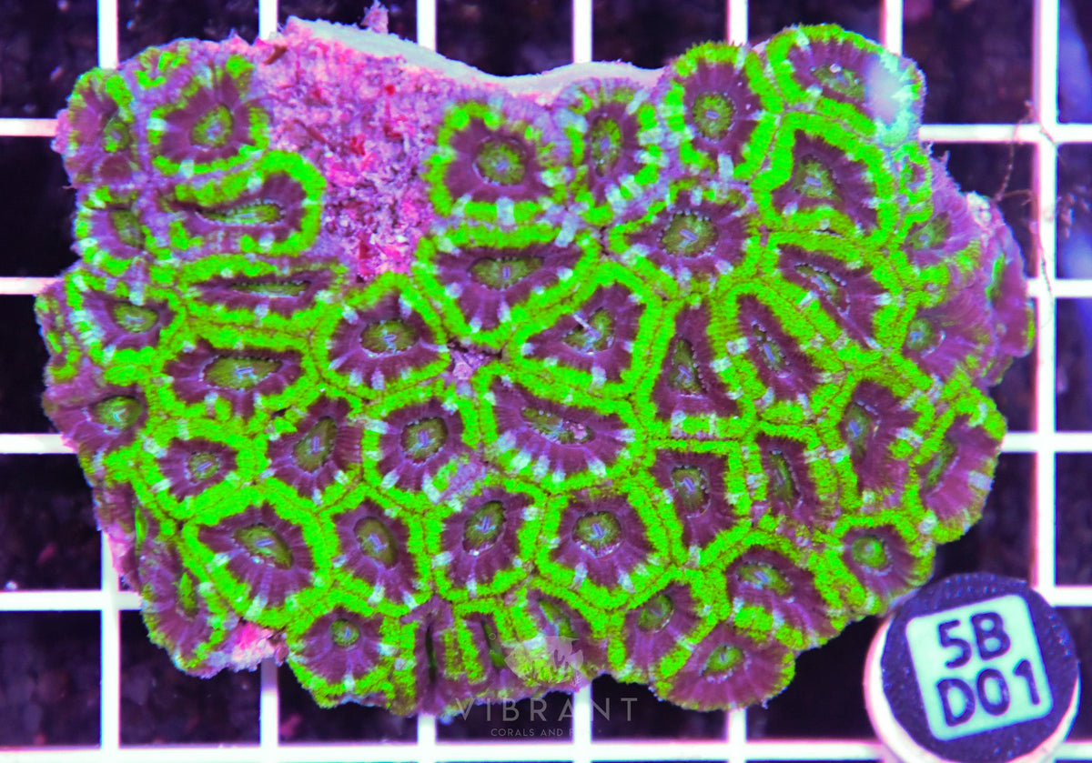 Acan Lord AUS