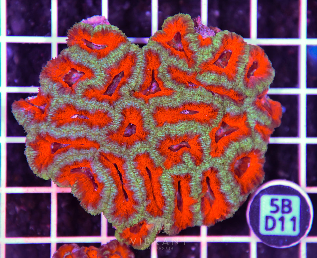 Acan Lord AUS