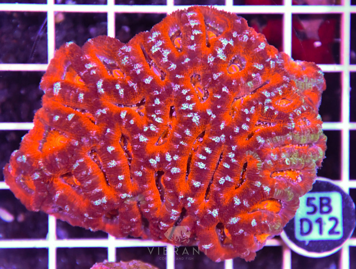Acan Lord AUS