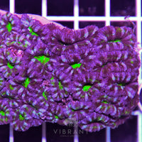 Acan Lord AUS