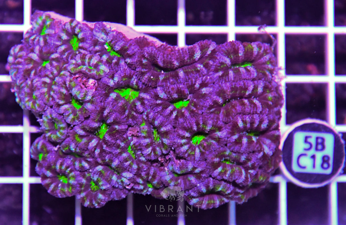 Acan Lord AUS